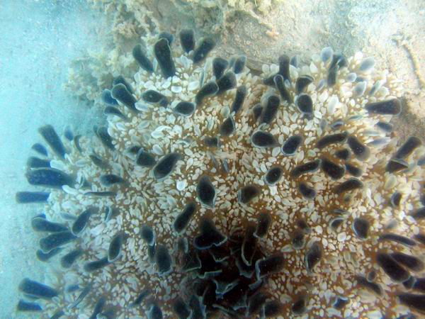 Cassiopeia sp. Mangrovenqualle