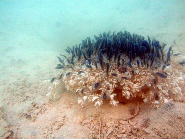 Cassiopeia sp. Mangrovenqualle